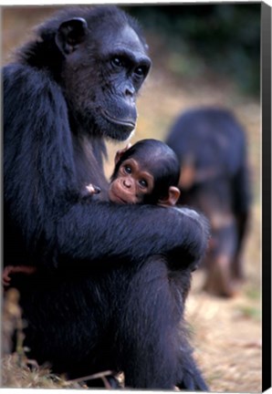 Framed Female Chimpanzee Cradles Newborn Chimp, Gombe National Park, Tanzania Print