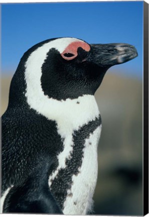 Framed Close up of an African Penguin, Cape Peninsula, South Africa Print