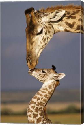 Framed Giraffe, Masai Mara, Kenya Print