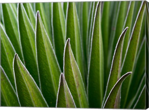 Framed Giant Lobelia rosette of leaves, Kenya Print