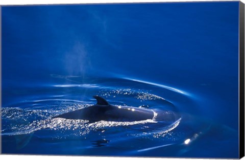 Framed Antarctic Minke Whale, Boothe Island, Lemaire Channel, Antarctica Print