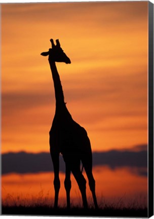 Framed Giraffe Silhouetted, Masai Mara Game Reserve, Kenya Print