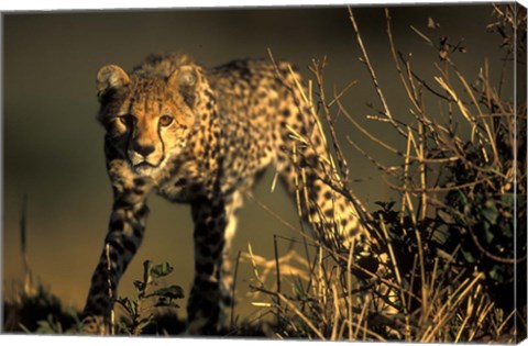 Framed Cheetah Cub in Short Grass, Masai Mara Game Reserve, Kenya Print