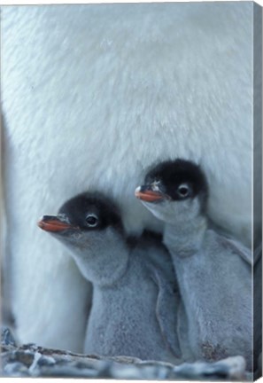 Framed Gentoo Penguin Chicks, Port Lockroy, Wiencke Island, Antarctica Print