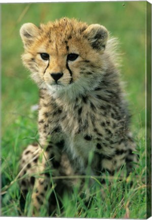 Framed Cheetah, Tanzania, Serengeti NP, Cheetah cub Print