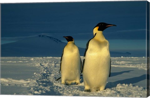 Framed Emperor Penguins, Mt. Melbourne, Antarctica Print