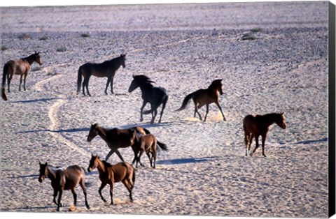 Framed Herd of Wild Horses, Namib Naukluft National Park, Namibia Print