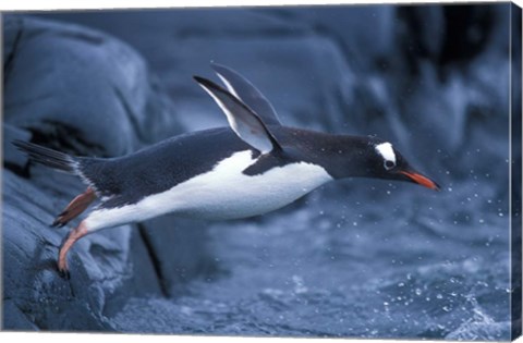 Framed Adelie Penguins Waving Flippers, Petermann Island, Antarctica Print