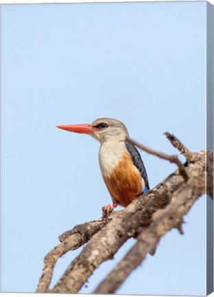 Framed Grey-headed Kingfisher, Tanzania Print