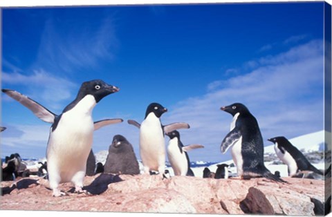 Framed Adelie Penguin Rookery, Petermann Island, Lemaire Channel, Antarctica Print