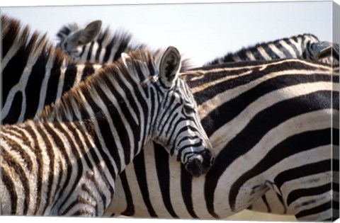 Framed Black and White Stripe Pattern of a Plains Zebra Colt, Kenya Print