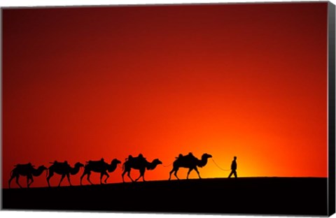 Framed Camel Caravan at Sunrise, Silk Road, China Print