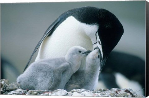 Framed Chinstrap Penguins, Deception Island, Antarctica Print