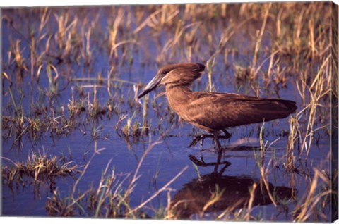 Framed Hamerkop, Okavango Delta, Botswana Print