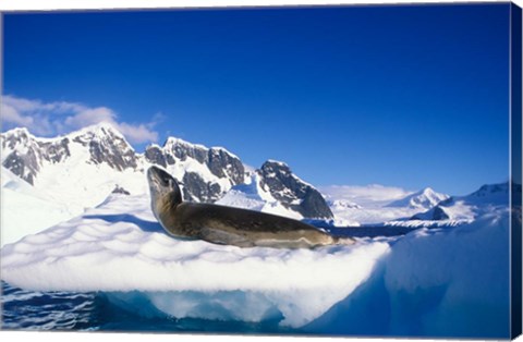 Framed Antarctica, Boothe Island, Leopard Seal, iceberg Print