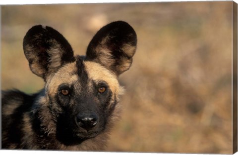 Framed Botswana, Chobe NP, African Wild Dog, Savuti Marsh Print