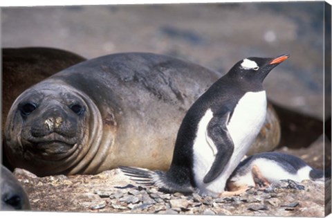 Framed Gentoo Penguin&#39;s Nest By Elephant Seals, Hannah Point, Livingston Island, Antarctica Print