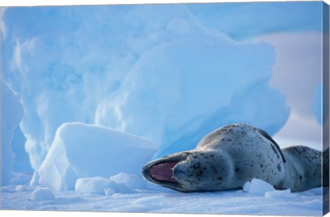 Framed Antarctica, Boothe Isl, Lemaire Channel, Leopard Seal Print