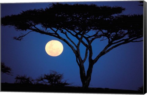 Framed Acacia Tree in Moonlight, Tarangire, Tanzania Print