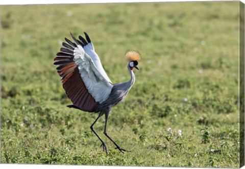Framed Africa, Tanzania, Ngorongoro Crater. Grey Crowned Crane dancing. Print