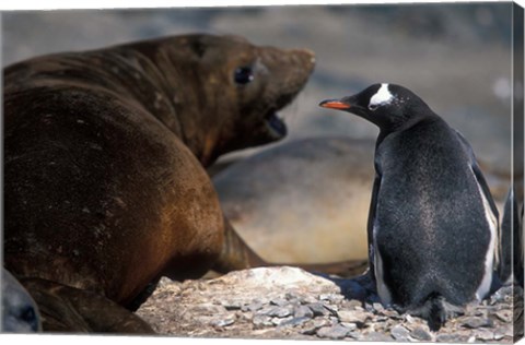 Framed Antarctica, Livingston Island, Gentoo penguin Print