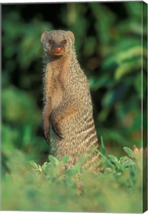 Framed Botswana, Chobe NP, Banded Mongoose river bank Print