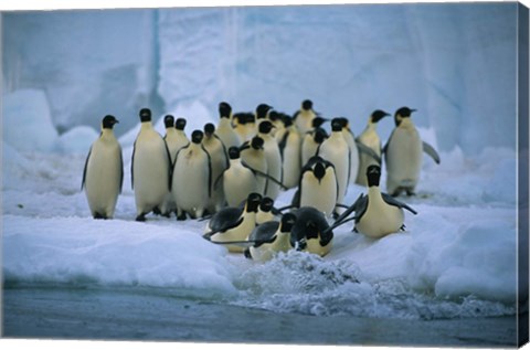 Framed Emperor Penguins, Cape Roget, Ross Sea, Antarctica Print