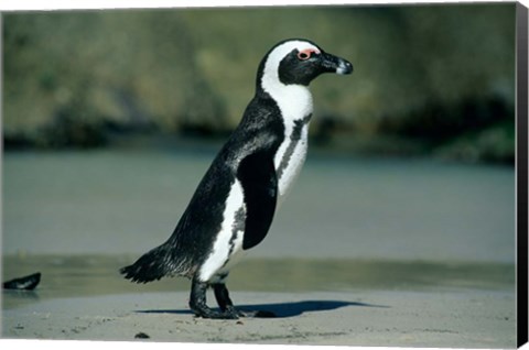 Framed African Penguin, Cape Peninsula, South Africa Print