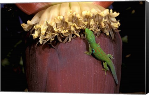 Framed Day Gecko, Ranamofana, Madagascar Print