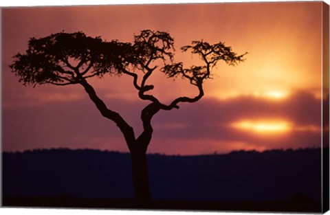 Framed Acacia Tree as Storm Clears, Masai Mara Game Reserve, Kenya Print