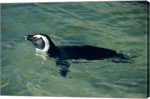 Framed African Penguin swimming, Cape Peninsula, South Africa Print