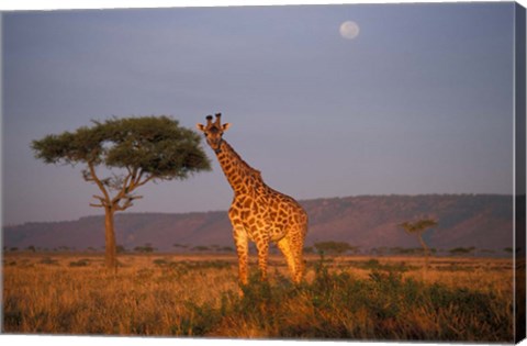 Framed Giraffe Feeding on Savanna, Masai Mara Game Reserve, Kenya Print