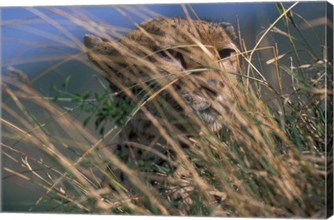 Framed Cheetah Resting on Savanna, Masai Mara Game Reserve, Kenya Print