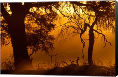 Framed Dust Hanging in Air, Auob River Bed, Kgalagadi Transfrontier Park, South Africa Print