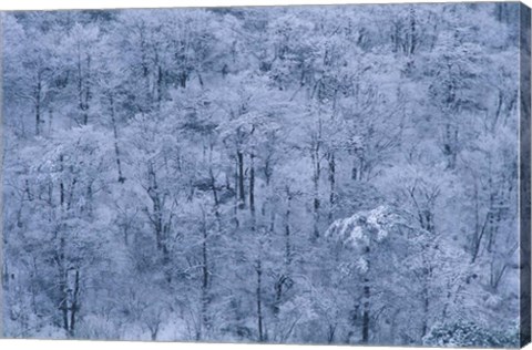 Framed Forest Covered with Snow, Mt Huangshan (Yellow Mountain), China Print