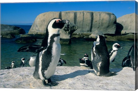 Framed African Penguins, South Africa Print