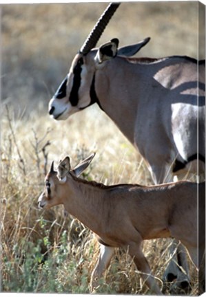 Framed Beisa Oryx and Calf, Kenya Print