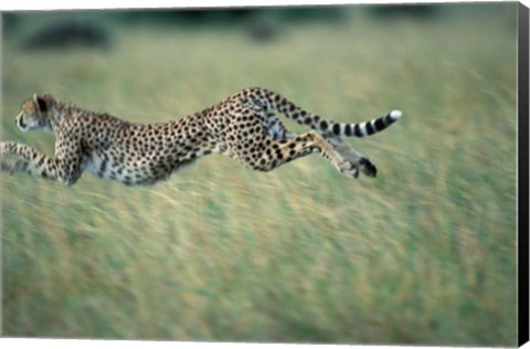 Framed Cheetah Running After Prey, Masai Mara Game Reserve, Kenya Print