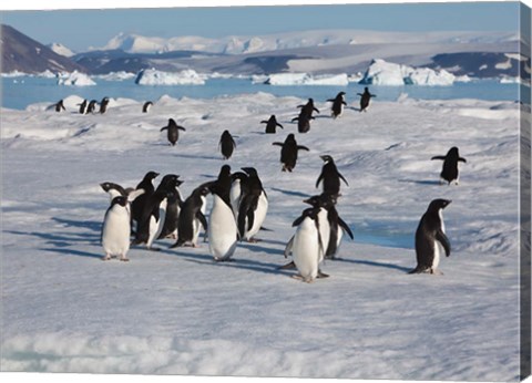 Framed Adelie Penguins, Devil Island, Antartica Print