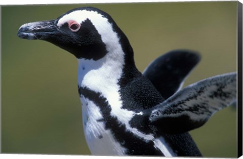 Framed African Penguin at Boulders Beach, Table Mountain National Park, South Africa Print