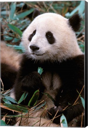 Framed China, Chengdu, Panda Sanctuary, Panda bear Print