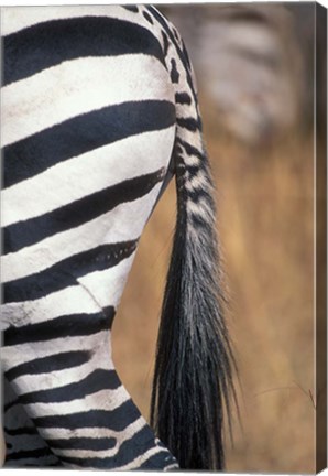 Framed Close-Up of Plains Zebra, Masai Mara Game Reserve, Kenya Print