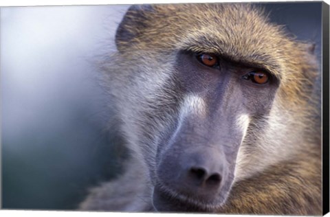 Framed Chacma Baboon, Chobe River, Chobe National Park, Botswana Print