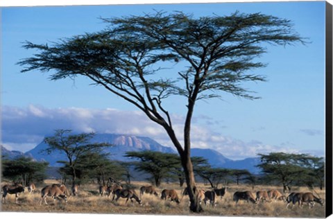 Framed Herd of Gemsbok Feeding, Buffalo Springs Game Reserve, Kenya Print