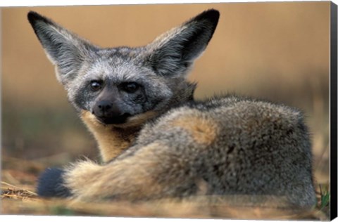 Framed Bat Eared Fox Rests on Savanna, Masai Mara Game Reserve, Kenya Print