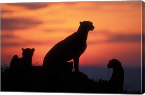 Framed Cheetah Silhouetted By Sunset, Masai Mara Game Reserve, Kenya Print