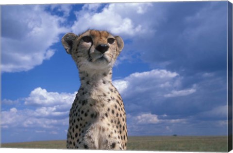 Framed Cheetah Surveying Savanna, Masai Mara Game Reserve, Kenya Print