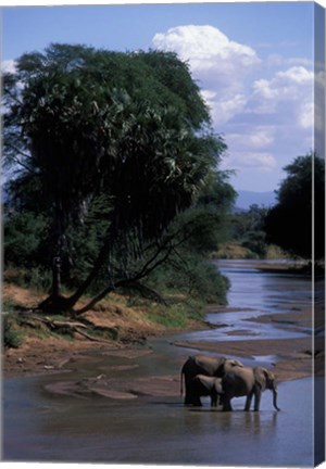 Framed Elephant Herd Along Uaso Nyiro River, Samburu National Reserve, Kenya Print