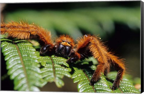 Framed Close-up of Tarantula on Fern, Madagascar Print