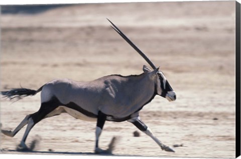 Framed Gemsbok Runs Along Dry Salt Pan, Etosha National Park, Namibia Print